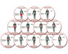 Muscle Group HotSpots