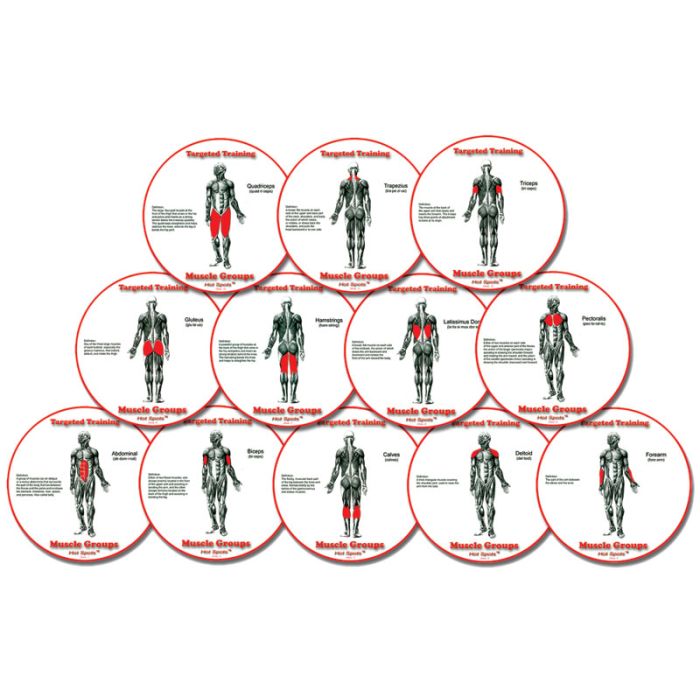Muscle Group HotSpots