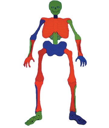 Poly Bones Puzzle Set